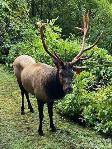 135 Pretty Ridge Road, Maggie Valley, NC 28751