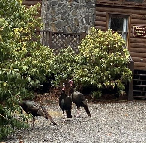 135 Pretty Ridge Road, Maggie Valley, NC 28751