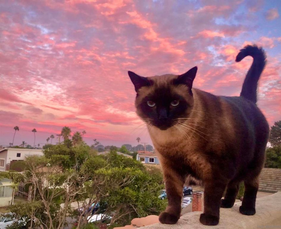 4685 Long Branch Ave, San Diego, CA 92107