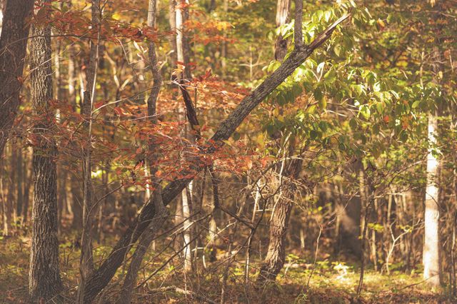 1047 Nelson Harrison Road, Evensville, TN 37332