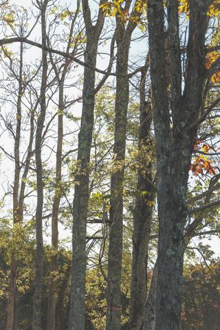1047 Nelson Harrison Road, Evensville, TN 37332