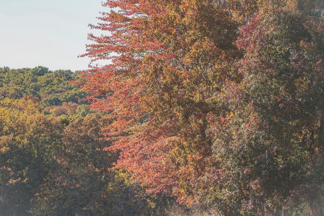 1047 Nelson Harrison Road, Evensville, TN 37332