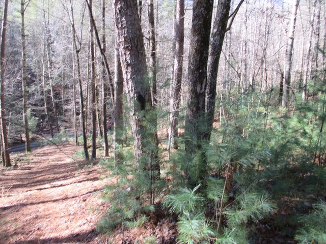 0 Doe Run, Ellijay, GA 30540