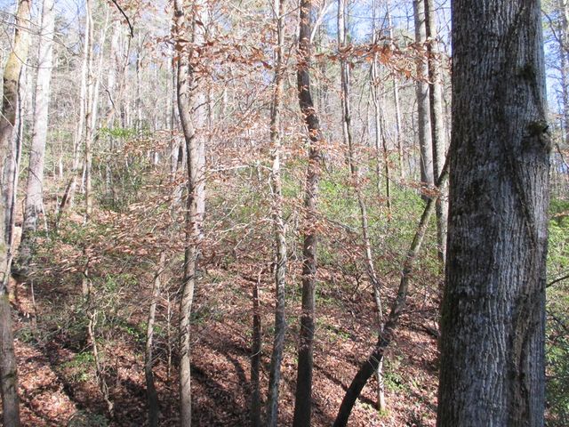 0 Doe Run, Ellijay, GA 30540