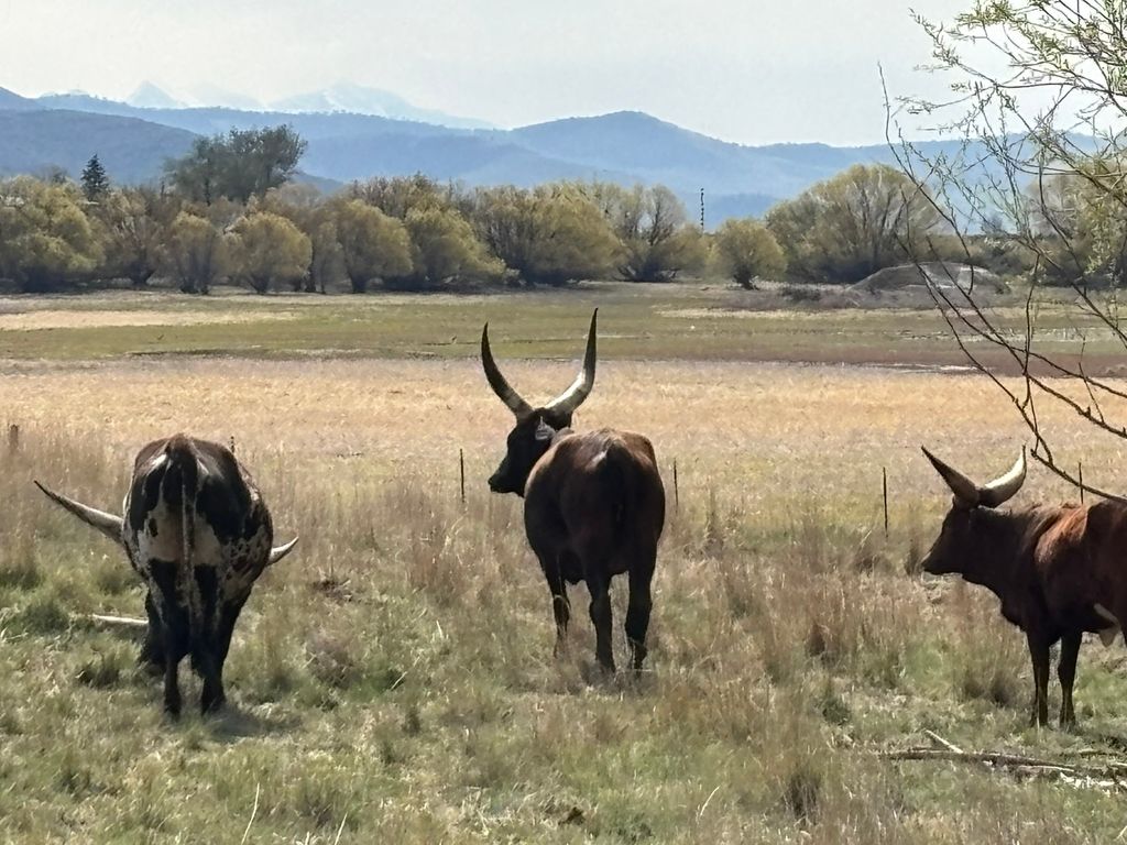 3 Finley Gulch Road, Lonepine, MT 59848 photo 11