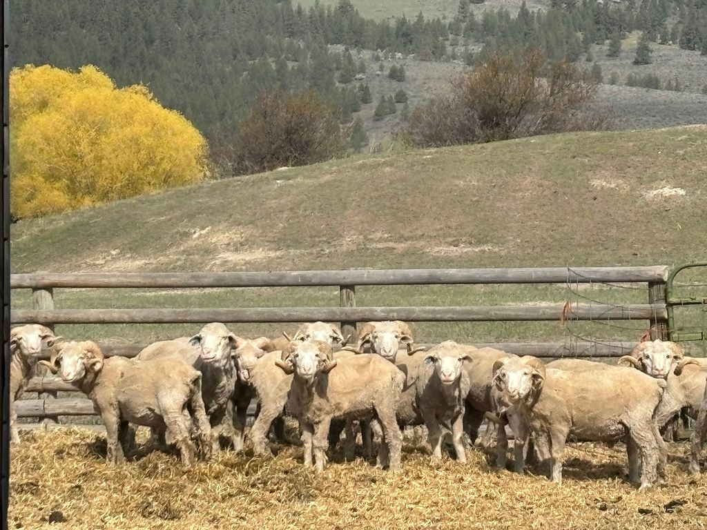 3 Finley Gulch Road, Lonepine, MT 59848 photo 4