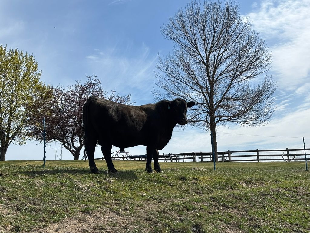 3 Finley Gulch Road, Lonepine, MT 59848 photo 79