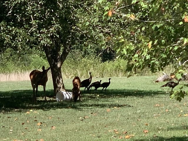 7061 E Plunders Creek Rd, Dickson, TN 37055