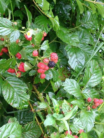 7061 E Plunders Creek Rd, Dickson, TN 37055