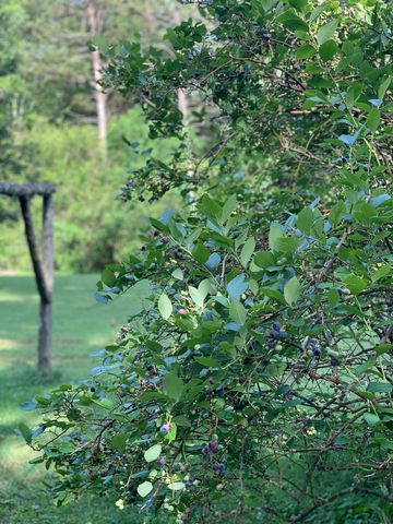 7061 E Plunders Creek Rd, Dickson, TN 37055