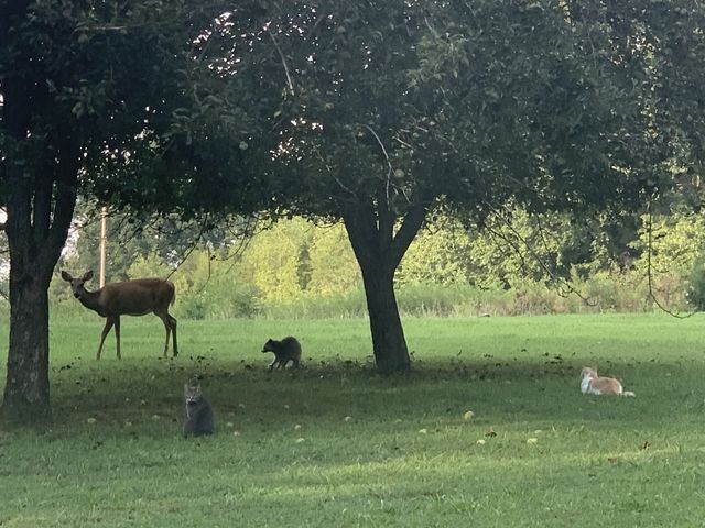 7061 E Plunders Creek Rd, Dickson, TN 37055