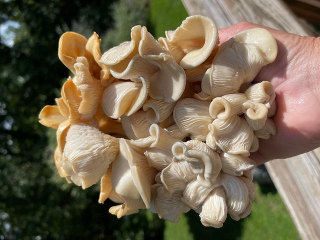 178 Garner Drive, Ozark, MO 65721