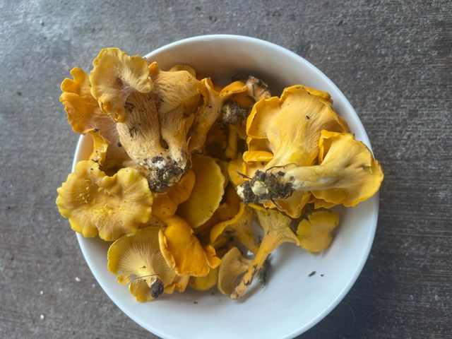 178 Garner Drive, Ozark, MO 65721