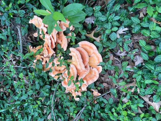 178 Garner Drive, Ozark, MO 65721