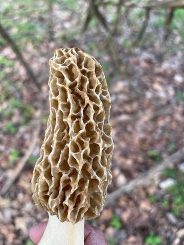 178 Garner Drive, Ozark, MO 65721