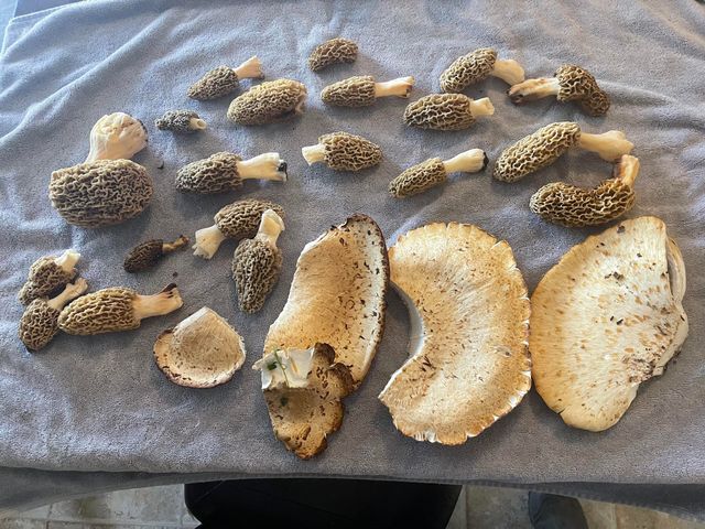 178 Garner Drive, Ozark, MO 65721