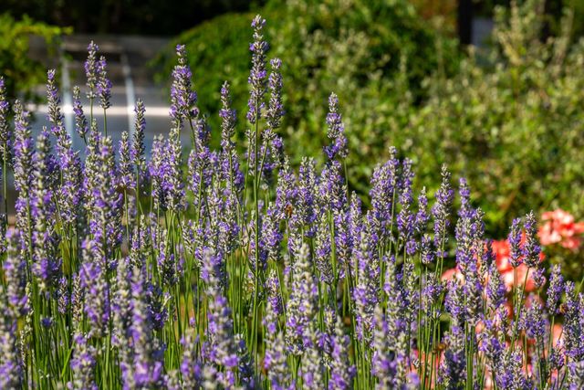 21374 Maidu Ridge Rd, Nevada City, CA 95959