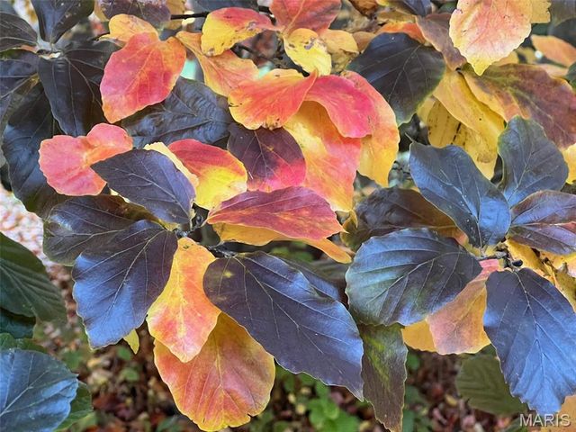 17 Praise Court, Fenton, MO 63026