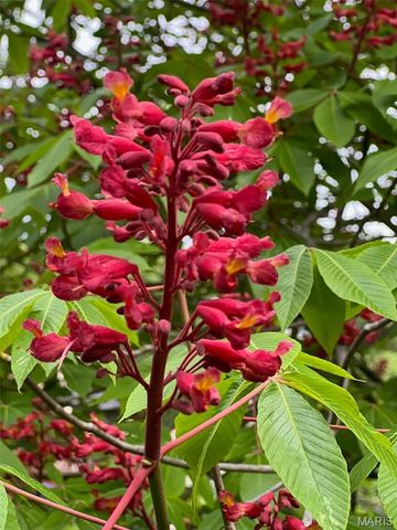 17 Praise Court, Fenton, MO 63026