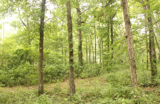 5451 Wire Road, Branchville, SC 29432