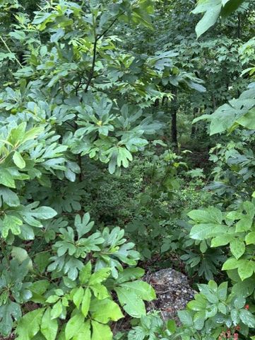 Lot 14 Epping Drive, Bella Vista, AR 72714