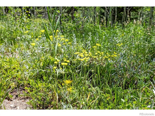 1568 County Road 103, Nederland, CO 80466