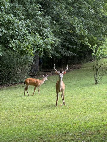 925 Bumpas Rd, Lawrenceburg, TN 38464