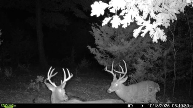 118 Linda Vista Lane, Yellville, AR 72687