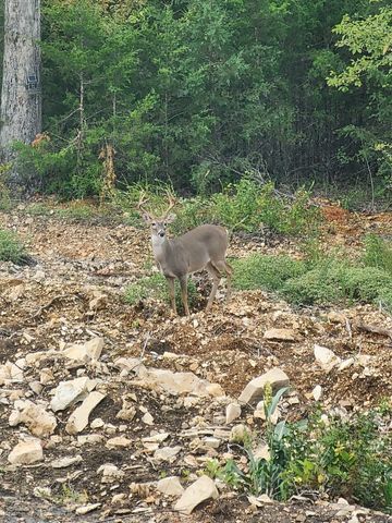 118 Linda Vista Lane, Yellville, AR 72687