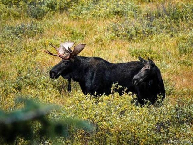 28176 Alabraska Ln, Evergreen, CO 80439