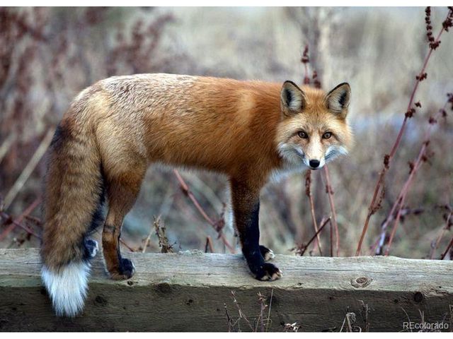 28176 Alabraska Ln, Evergreen, CO 80439