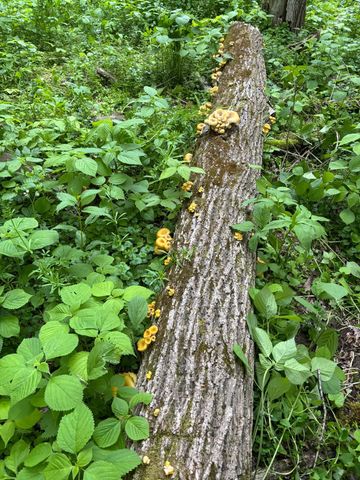 36415 Homer Valley Lane, Homer Twp, MN 55987