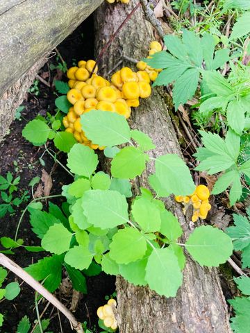 36415 Homer Valley Lane, Homer Twp, MN 55987