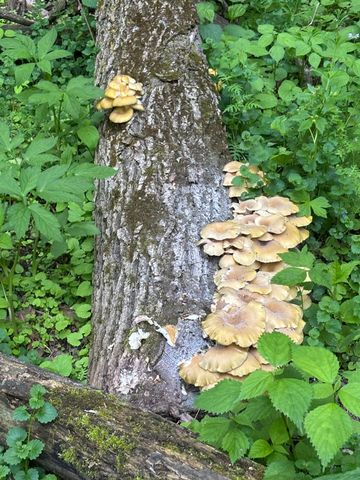 36415 Homer Valley Lane, Homer Twp, MN 55987