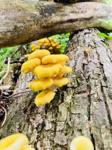 36415 Homer Valley Lane, Homer Twp, MN 55987