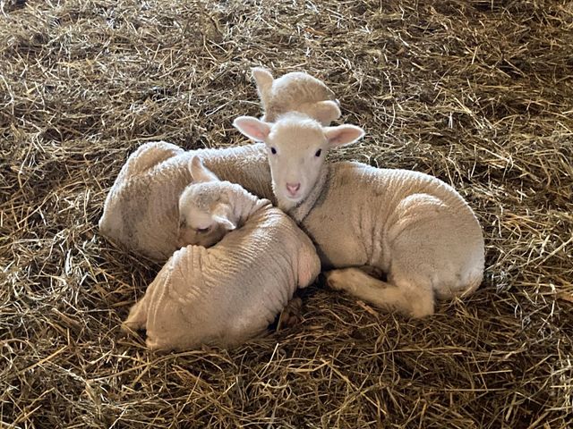 36415 Homer Valley Lane, Homer Twp, MN 55987