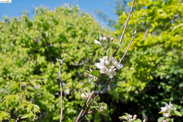 2520 Mcgee Ave, Berkeley, CA 94703