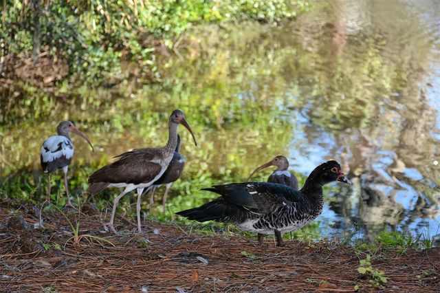 1661 S JEFFERSON AVENUE, Sarasota, FL 34239