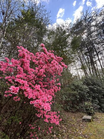 310 Licklog Court, Hayesville, NC 28904