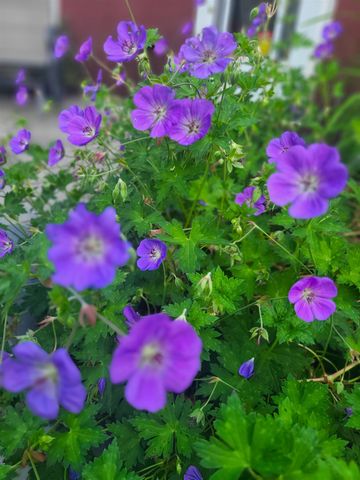 25 Marshall Avenue, Hartford, VT 05001