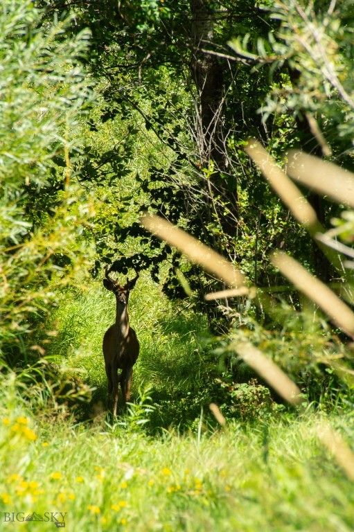 3592 Bridger Canyon Road, Bozeman, MT 59715 photo 18