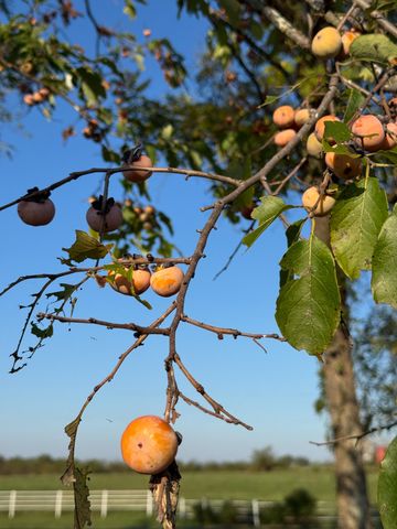 64 State Highway 215, Buffalo, MO 65622