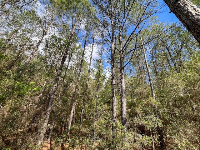 2 Cr 4280, Woodville, TX 75979