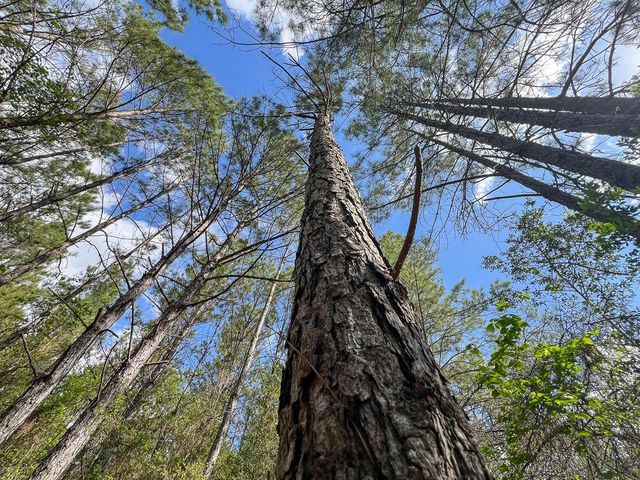 2 Cr 4280, Woodville, TX 75979