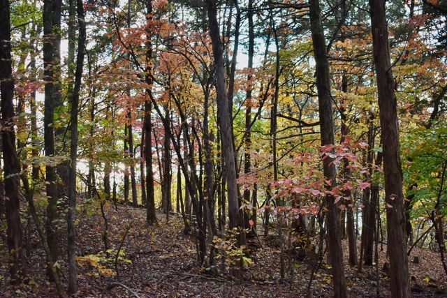 1350 Backwoods Rd, Cedarcreek, MO 65627