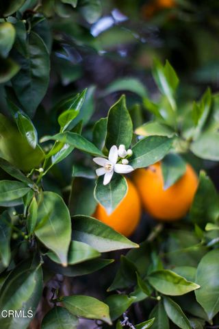 4222 Thacher Road, Ojai, CA 93023