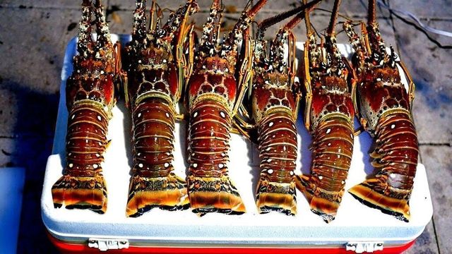 223 Sombrero Beach Boulevard 1, Marathon, FL 33050