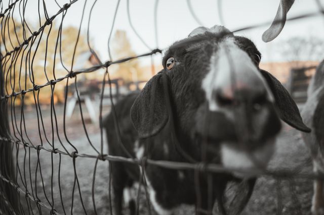 7515 Pewitt Rd, Franklin, TN 37064