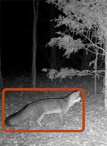 278 Madison 6186, Wesley, AR 72773