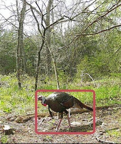 278 Madison 6186, Wesley, AR 72773